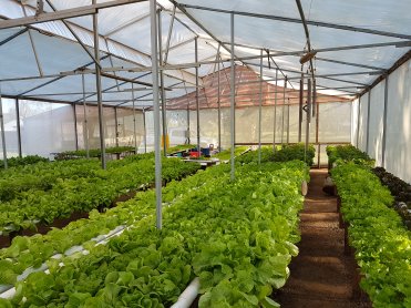 Alte Salatproduktion